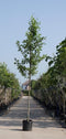 Gewone els Alnus glutinosa h 450 cm st. omtrek 16 cm