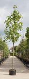 Gewone esdoorn | Acer pseudoplatanus 10-14 cm | Bomenbezorgd.nl