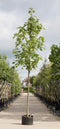 Gewone esdoorn | Acer pseudoplatanus 14-18 cm | Bomenbezorgd.nl