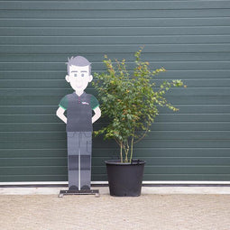 Gewone Japanse esdoorn | Acer palmatum | Bomenbezorgd.nl