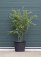 Gewone Japanse esdoorn Acer palmatum h 162,5 cm