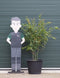 Gewone Japanse esdoorn Acer palmatum h 162,5 cm