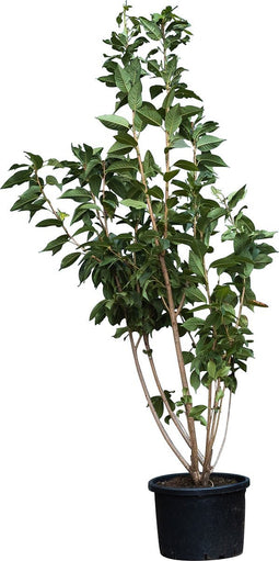 Gewone Japanse sierkers meerstammig | Prunus serr. Kanzan | Bomenbezorgd.nl