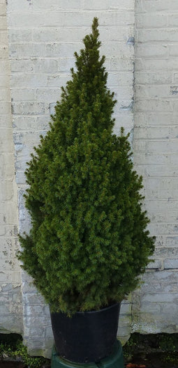 Gewone kerstboom in pot Picea Conifeer 100-150 cm