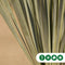 Gewone palmlelie Yucca rostrata h 70 cm st. h 12,5 cm