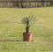 Gewone palmlelie Yucca rostrata h 70 cm st. h 12,5 cm