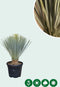 Gewone palmlelie Yucca rostrata h 70 cm st. h 12,5 cm