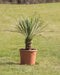 Gewone palmlelie Yucca rostrata h 70 cm st. h 12,5 cm