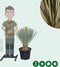 Gewone palmlelie Yucca rostrata h 70 cm st. h 12,5 cm