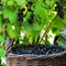 Plant in a Box - Ribes Nigrum 'Titania' - Set van 2 - Zwarte aalbes - Fruitboom - ⌀21cm - Hoogte 90-100cm