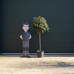 Bol photinia Volgroeid | Photinia fr. 'Red Robin' 10-12 cm 90-110 cm| Bomenbezorgd.nl