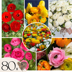 Plant in a Box - Ranunculus - Mix van 80 - Ranunculus bloembollen - Zomerbloeiers - Knollen