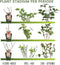 Plants by Frank | Aardbeien plant BIO Set van 3 | Aardbeien | 100% Biologisch gekweekt | Fruit tuin | Fruitplanten | Planten | Tuinplanten Winterhard | Fruitplant