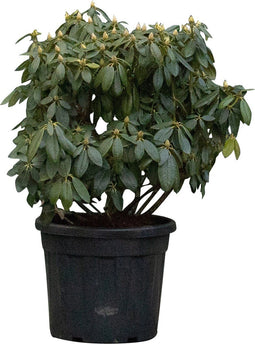 Rhododendron Catawbiense grandiflorum | Rhododendron 'Catawbiense grandiflorum' | Bomenbezorgd.nl