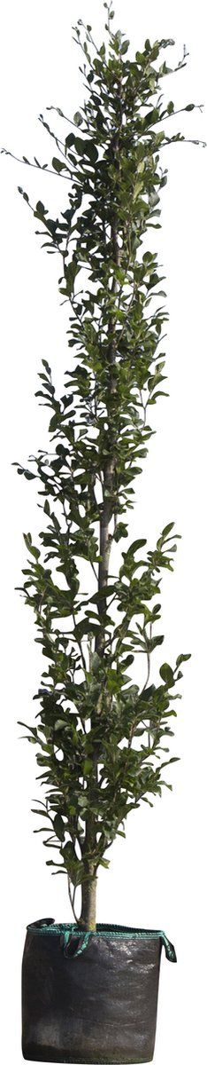 Groene zuilbeuk | Fagus sylvatica Dawyck 20-40 cm| Bomenbezorgd.nl