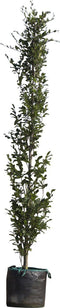 Groene zuilbeuk | Fagus sylvatica Dawyck 20-40 cm| Bomenbezorgd.nl
