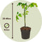 Plant in a Box - TomTato - Set van 2 - Tomaat en Aardappel in één - Unieke Groenteplant - Pot 10.5cm - Hoogte 25-40cm