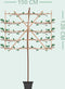 Leiplataan 220 cm | Platanus hispanica 14-18 cm 220 cm| Bomenbezorgd.nl
