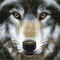 Crystal Art Kit | Diamond Painting Wolf