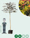 Rode leibeuk 200 cm | Fagus syl. 'Atropunicea' 10-14 cm 200 cm| Bomenbezorgd.nl