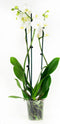 Phalaenopsis Wit – ↨ 60cm – ⌀ 12cm