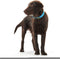 Hondenhalsband Hunter Convenience Turkoois (38-46 cm)