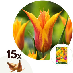 Plant in a Box - Tulipa Vendee Globe - Tulpenbollen x15 - Bloembollen voor Tuin, Terras of Balkon