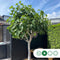 Vijgenboom 25/30 cm Ficus Carica 275 cm
