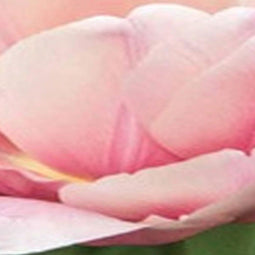 JUB - Tulipa Tabledance