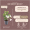Plants by Frank - Set van 6 Mandevilla White Planten - 6 x Dipladenia Wit in 12 cm pot - Mediterrane planten - Vers uit de kwekerij geleverd - Klimplanten