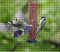 Giardino - Gelast gaas verzinkt mazen 1.3 x 1.3 cm