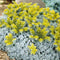 Vetkruid (Sedum spath.) 'Cape Blanco' | 1 stuk | groenblijvende vaste plant | wintergroen | Rotsplant | plant voor rotstuin | alpine plant | 11x11 cm Kwekerspot | winterhard | Geel