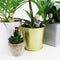 Gift Republic Bloempot Decoratie - Attenborough Explorers (set van 4)