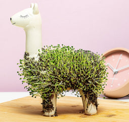 Gift Republic Bloempot Met Chia Zaadjes - Llama