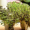 Gift Republic Bloempot Met Chia Zaadjes - Llama