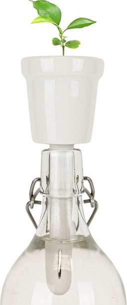 Gift Republic Botanical Bottles - Kweekset Bonsai Boompjes