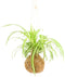 Gift Republic Doe-het-zelf pakket - Kokedama