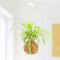 Gift Republic Doe-het-zelf pakket - Kokedama