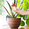 Gift Republic Paddenstoel Planten Waterdruppelaar