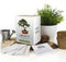 Gift Republic Sow & Co - Kweekset Bonsai Boompjes