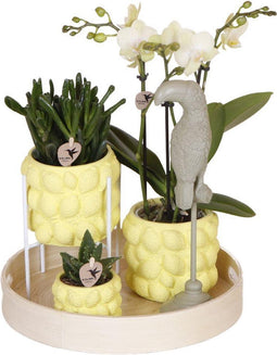 Gift set Citrus Plantenset met gele Phalaenopsis Orchidee en Succulenten incl. keramieken sierpotten -