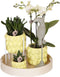 Gift set Citrus Plantenset met gele Phalaenopsis Orchidee en Succulenten incl. keramieken sierpotten -
