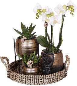 Gift set Home Hub | Plantenset met Phalaenopsis Orchidee en Succulenten incl. keramieken sierpotten -
