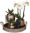 Gift set Home Hub | Plantenset met Phalaenopsis Orchidee en Succulenten incl. keramieken sierpotten -
