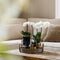 Gift set Home Hub | Plantenset met Phalaenopsis Orchidee en Succulenten incl. keramieken sierpotten -