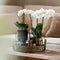 Gift set Home Hub | Plantenset met Phalaenopsis Orchidee en Succulenten incl. keramieken sierpotten -