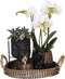 Gift set Home Hub | Plantenset met Phalaenopsis Orchidee en Succulenten incl. keramieken sierpotten -