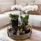 Gift set Home Hub | Plantenset met Phalaenopsis Orchidee en Succulenten incl. keramieken sierpotten -