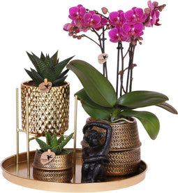 Gift set Hotel Chic | Plantenset met paarse Phalaenopsis Orchidee en Succulenten incl. keramieken sierpotten -