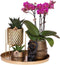 Gift set Hotel Chic | Plantenset met paarse Phalaenopsis Orchidee en Succulenten incl. keramieken sierpotten -